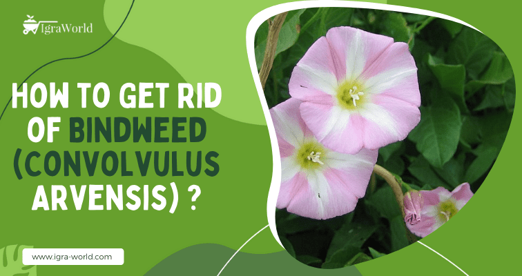 How to Get Rid of Bindweed(Convolvulus Arvensis)