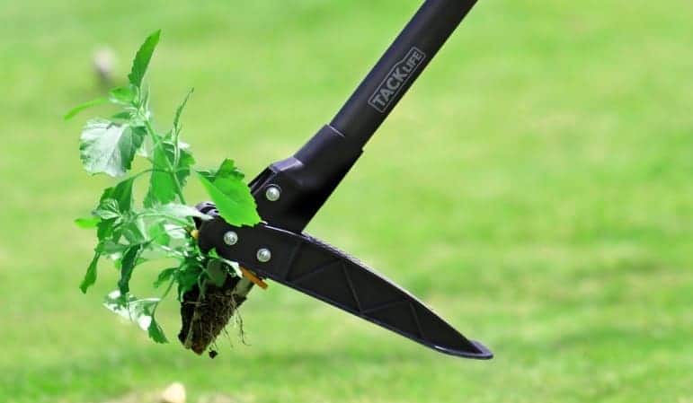 How To Get Rid Of Dandelions From Your Garden