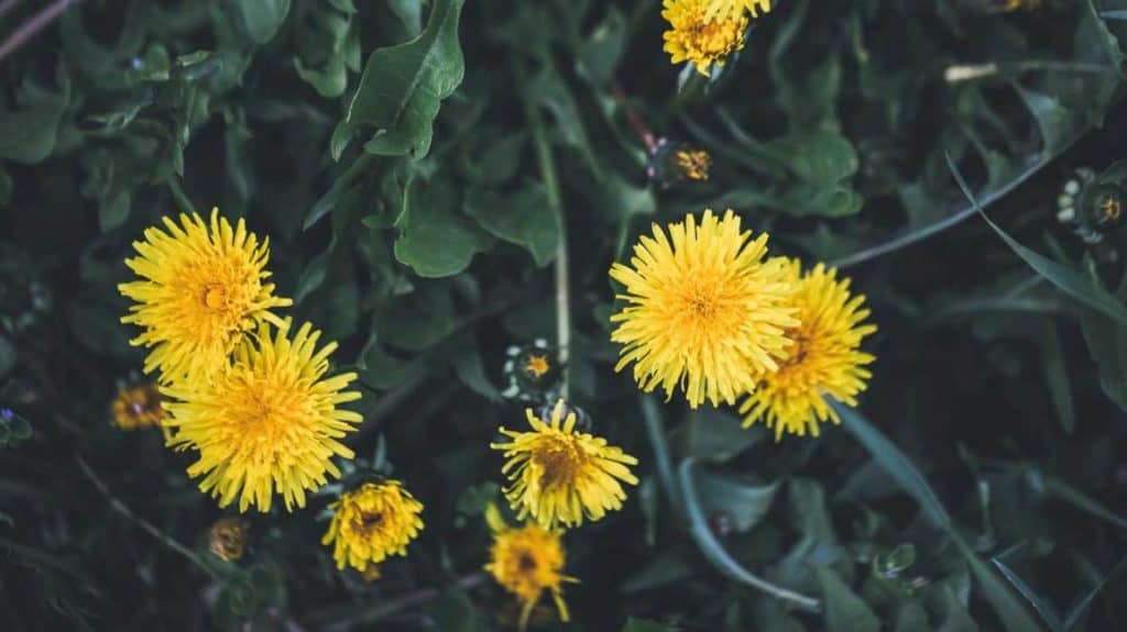 How To Prevent Dandelions From Coming Back