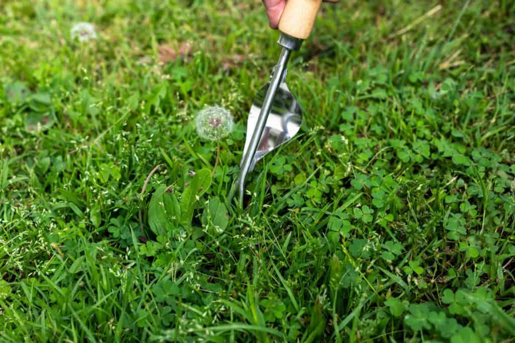 Materials Required For Removing Dandelions From Your Garden