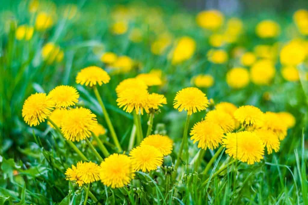 What Are Dandelions?
