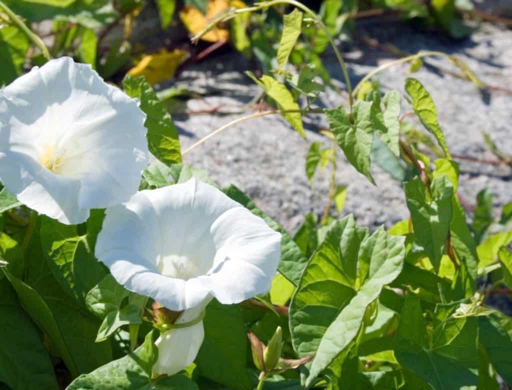 What is Bindweed