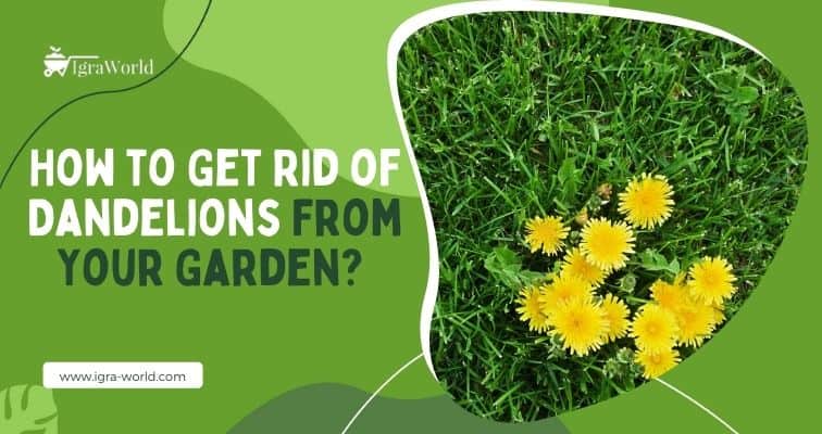 How to Get Rid of Dandelions From Your Garden?