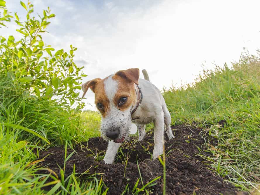 Home Remedies That Prevents Your Dog From Digging
