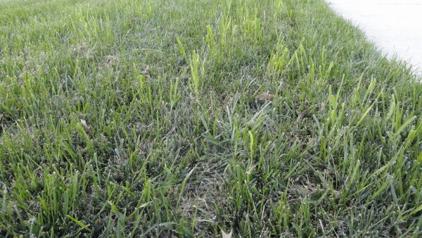 How to prevent Quackgrass weed from growing again