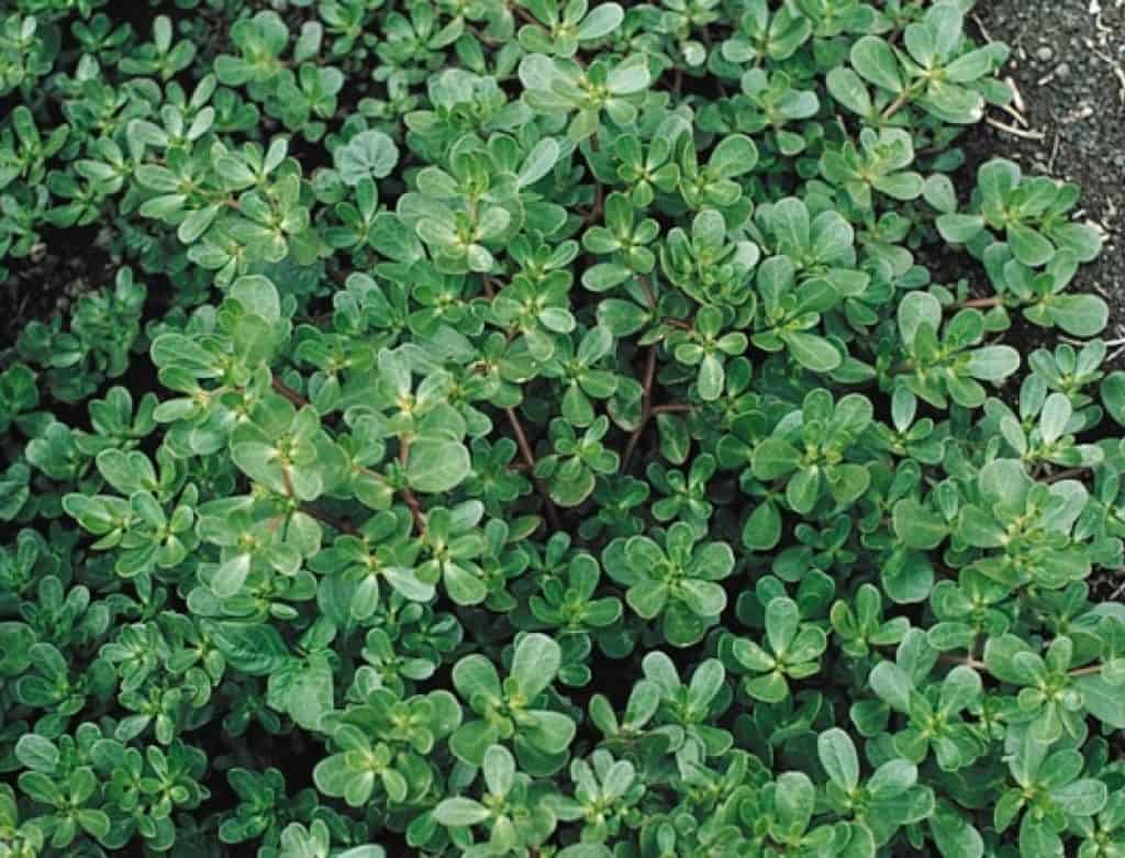 Materials Required For Getting Rid Of Purslane From Your Lawn