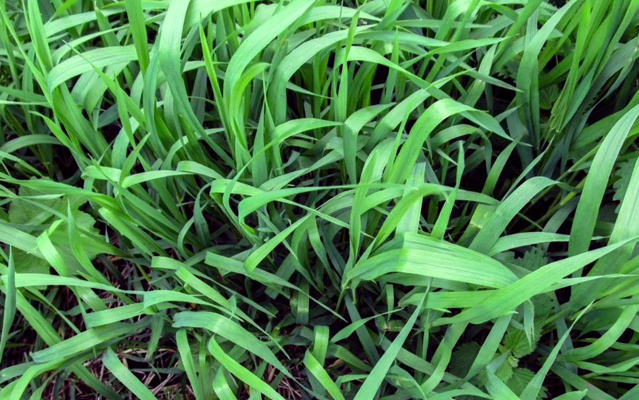 What Does Quackgrass Look Like