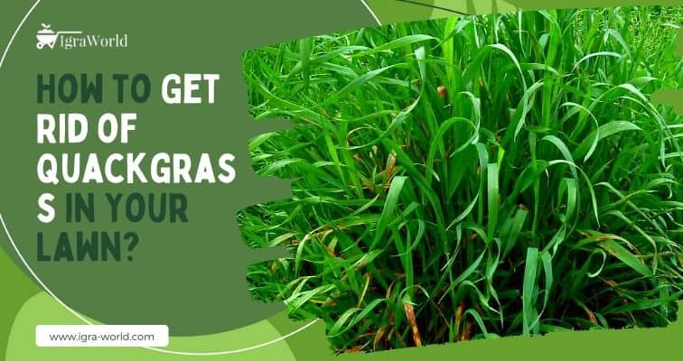how to get rid of quackgrass