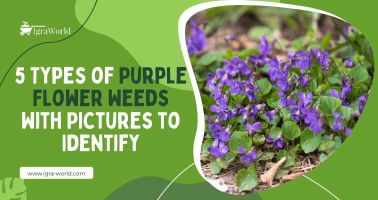 5 Types of Purple Flower Weeds With Pictures to Identify