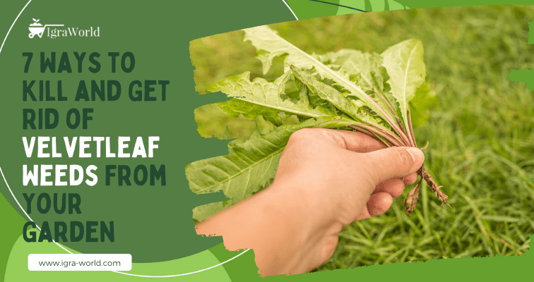 7 Ways to Kill and Get Rid of Velvetleaf Weeds From Your Garden