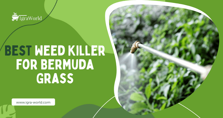 weed killer for bermuda grass