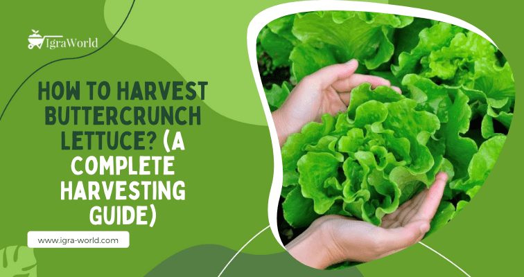 How to Harvest Buttercrunch Lettuce
