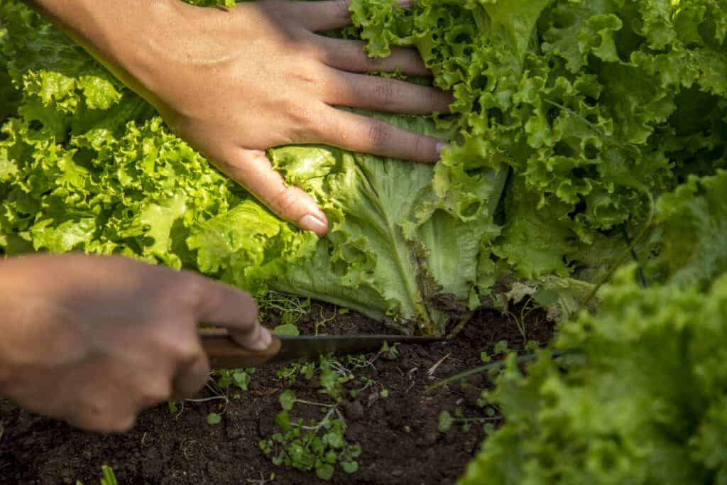 Tips for Harvesting Buttercrunch Lettuce