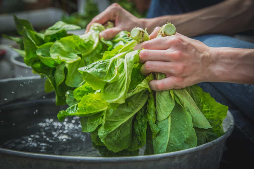Washing and Storing Buttercrunch Lettuce