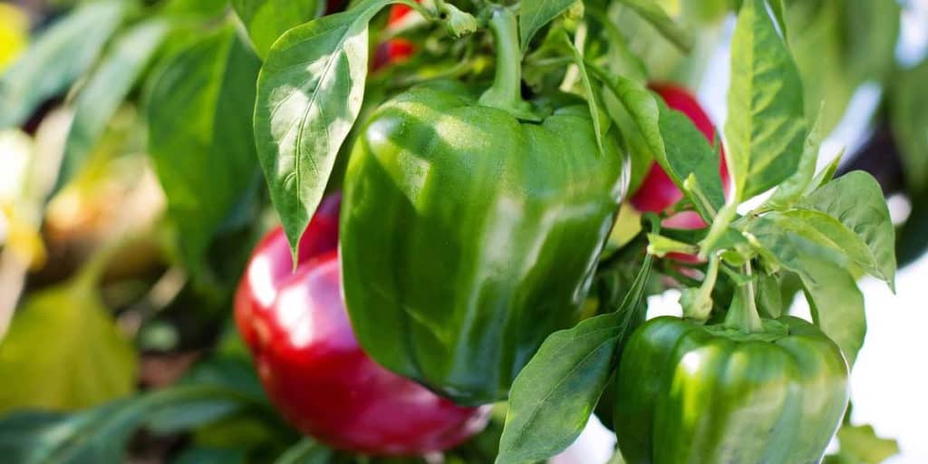 Can Bell Peppers be Grown From Scraps?