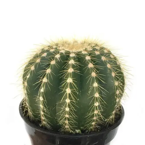 Gömb kaktusz