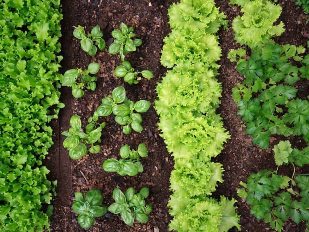 How Does Companion Planting Help