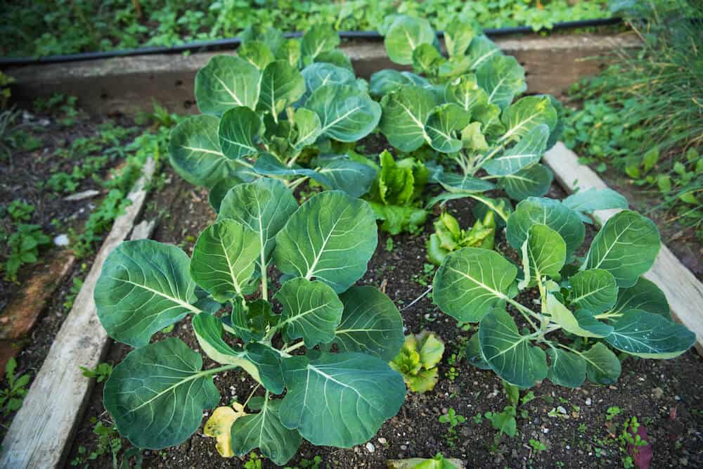 How to Grow Brussel Sprouts From Scraps