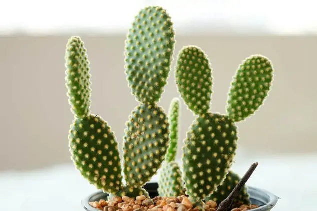 Nyuszifül kaktusz