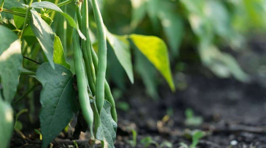Possible Ways Of Dealing With The Yellowing Of Green Bean Leaves