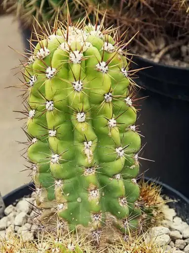 San Pedro kaktusz