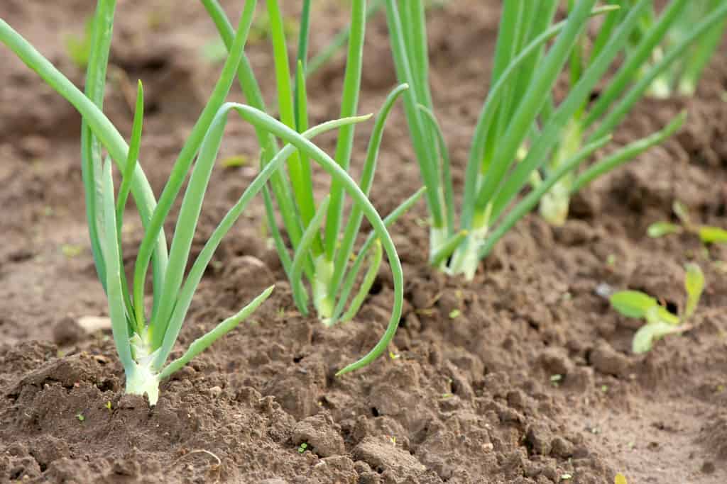 Steps to Growing an Onion Plant