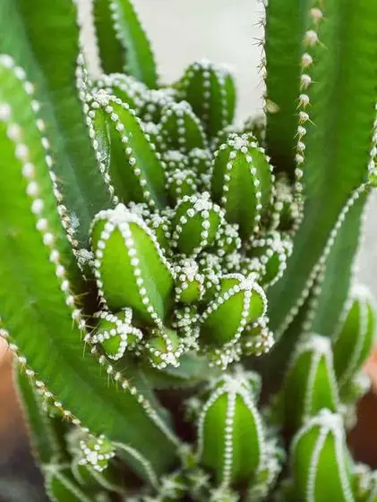 Tündérvár kaktusz