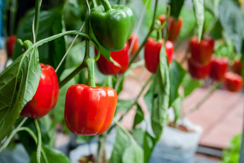 Why Grow Bell Peppers - Benefits