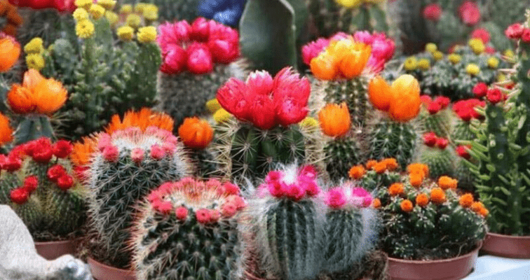 Kaktusz fajták képekkel – A 14 legismertebb fajta