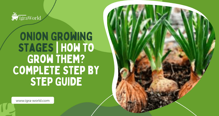 Onion Growing Stages | How to Grow Them? Complete Step by Step Guide