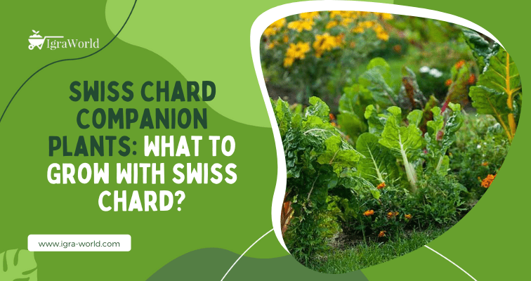 Swiss Chard Companion Plants: What to Grow With Swiss Chard?
