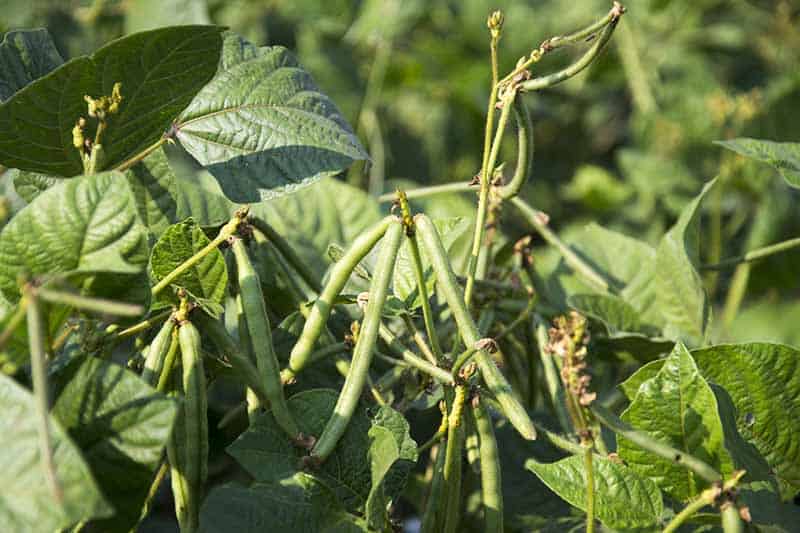 What are the Favorable Conditions for Black-Eyed Peas