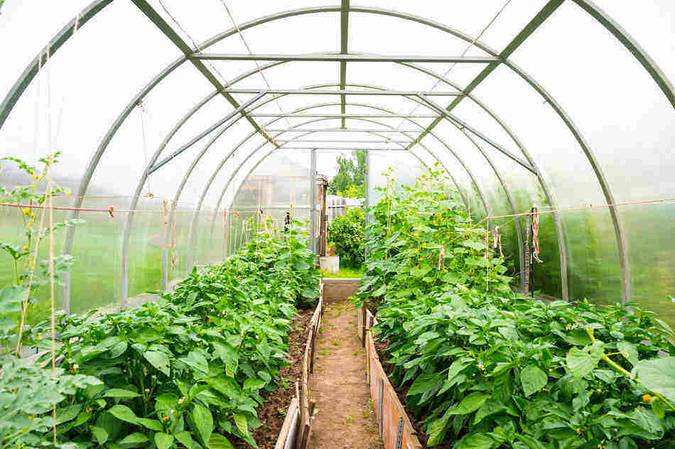 What is a Greenhouse Used For?