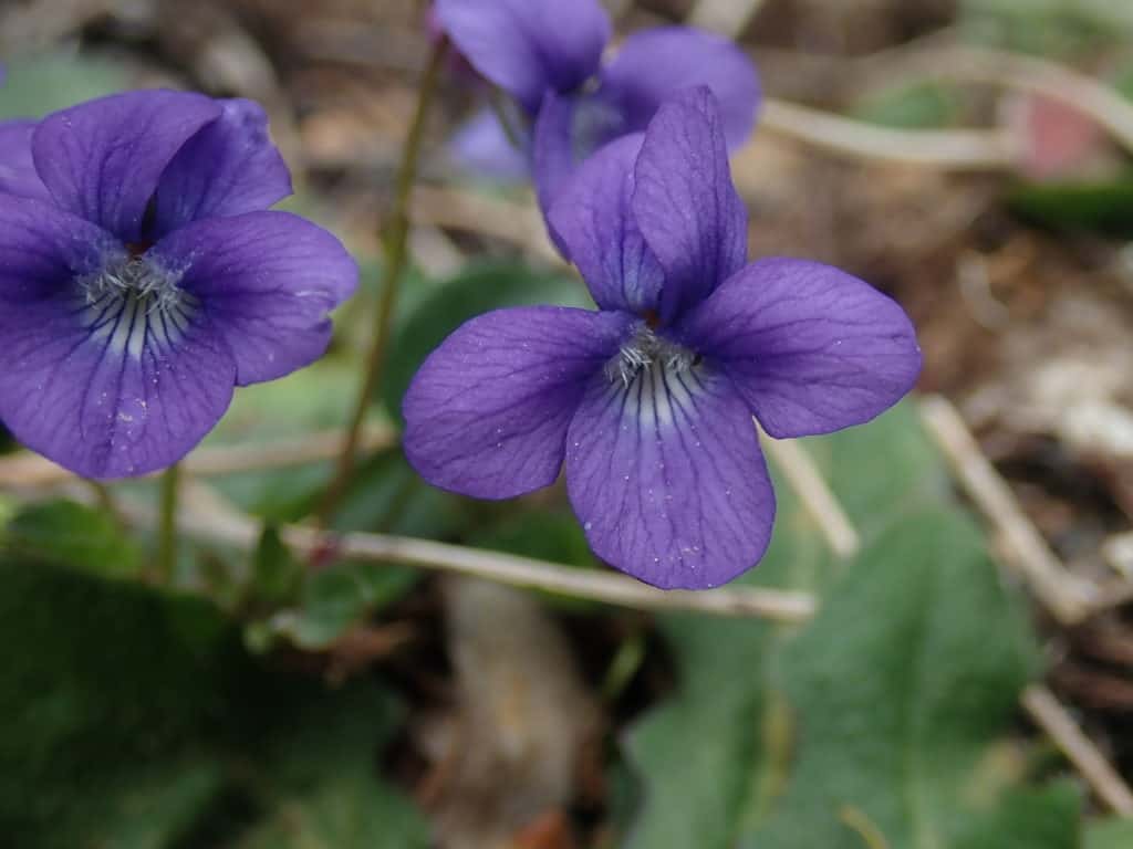 Common Blue Violet (Viola sororia) 