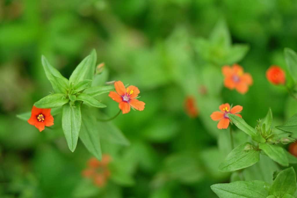 Red Chickweed 