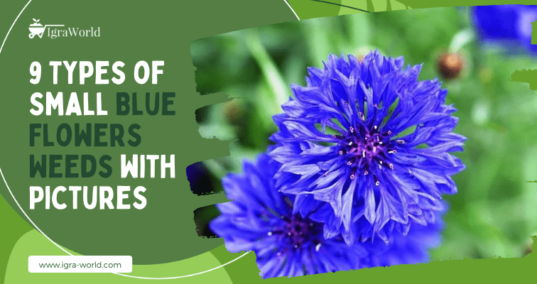 blue flower weed