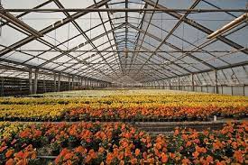 FLOWERING PLANTS FOR YOUR GREENHOUSE