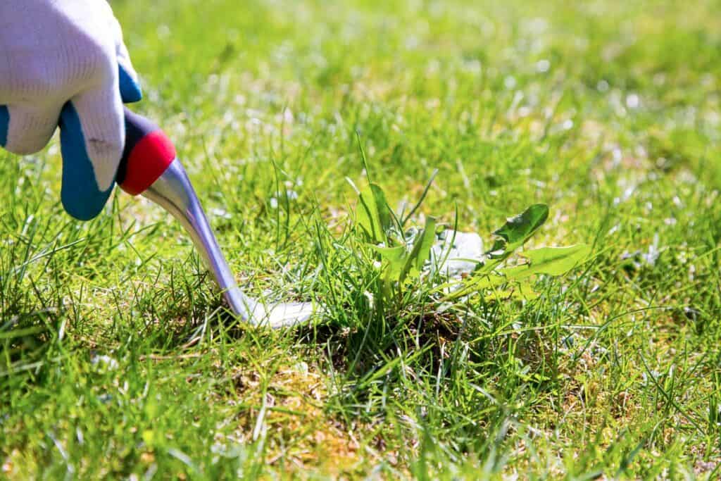 6 Unique Ways to Get Rid of Weeds In Your Garden