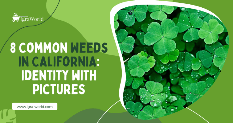 Weeds in California