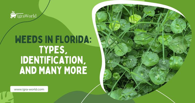 Weeds in Florida
