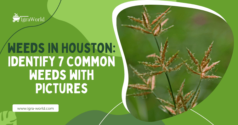 Weeds in Houston
