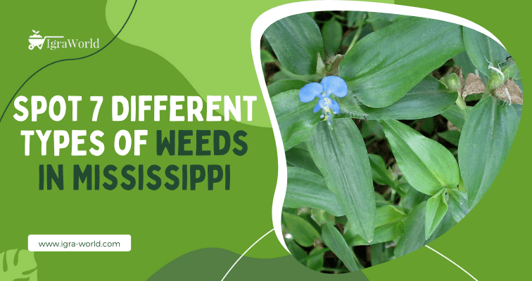 Weeds in Mississippi