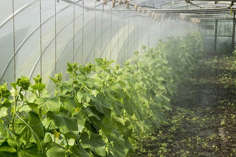 What Temperature is Too Hot for Greenhouses?
