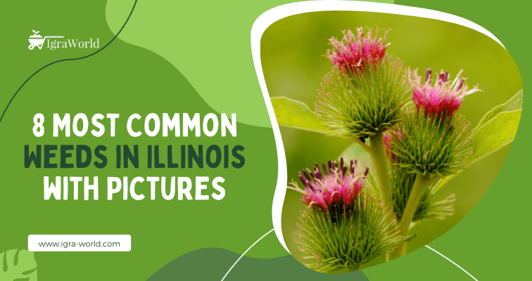 weeds in illinois