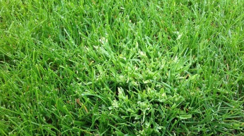 Annual Meadowgrass