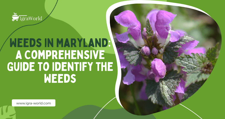 Weeds in Maryland