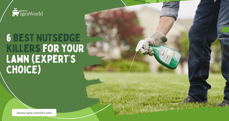 6 Best Nutsedge Killers for Your Lawn (Expert’s Choice)