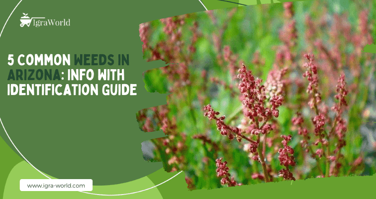 5 Common Weeds in Arizona: Info With Identification Guide