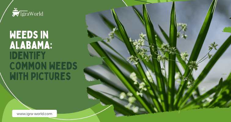 Weeds in Alabama: Identify Common Weeds with Pictures