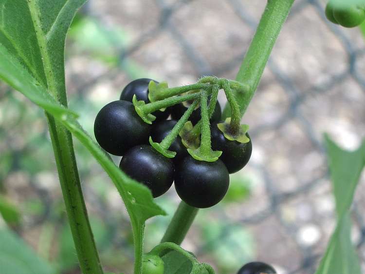 black nightshade's poisonous berries